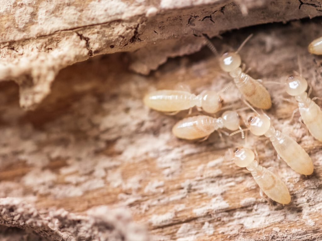 Termites on Damaged Wood